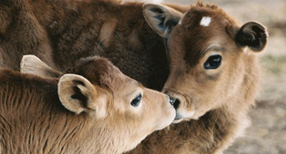 Koeien masseren voor meer melk