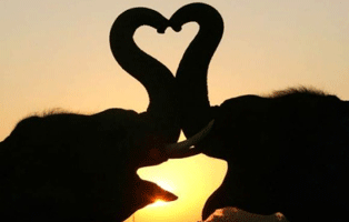 Massage door olifanten